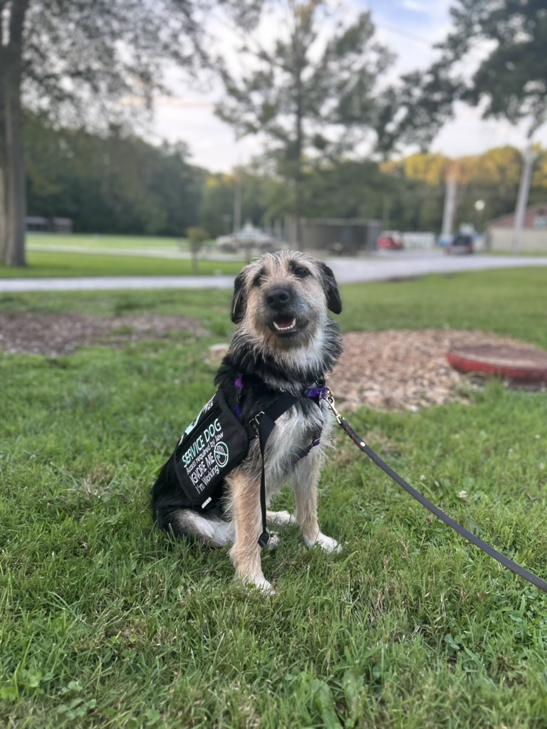 Tillie in service dog livery at a park.