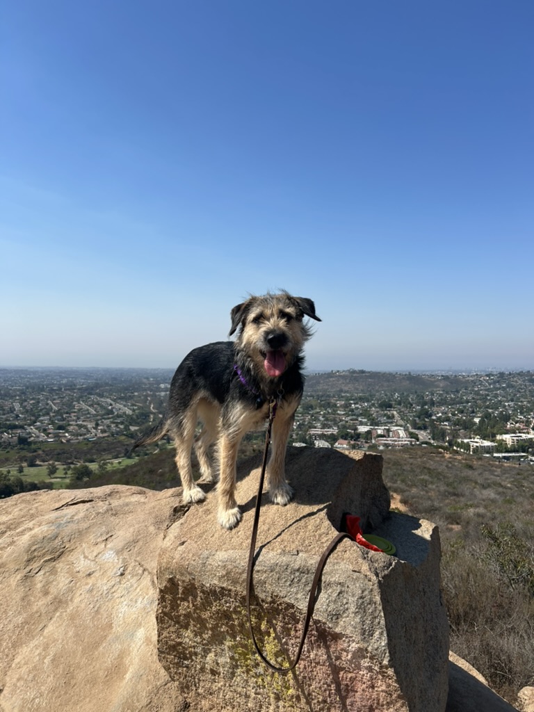 scrappy Tillie looking majestic atop a rock