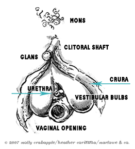 An illustration of the internal and external structures of the clitoris.