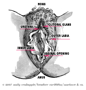 A diagram of the vulva highlighting the inner and outer labia, with the vaginal opening at the bottom and clitoris at the top. The urethra and anus are also marked.