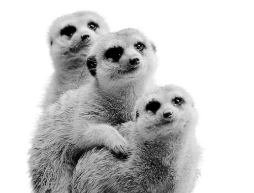 Cuddling meerkats in monochrome
