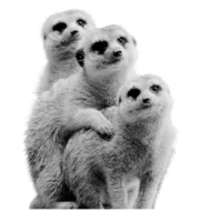 Cuddling meerkats in monochrome