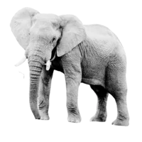 a lovely elephant happy in their own skin