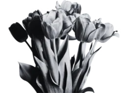 image of a bouquet of tulips