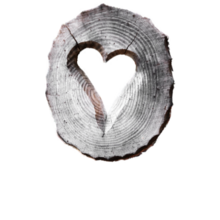 cross-section of a tree branch with a heart carved into the middle of it