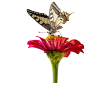 a glorious butterfly taking in a glorious red flower