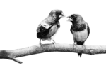 two birds on a branch facing eachother